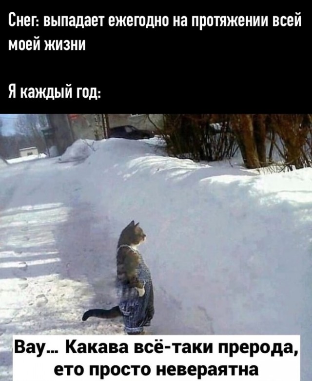 Всяческие картинки 17.01.2022