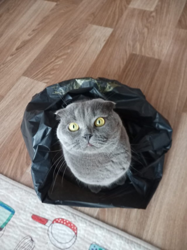 Господа и дамы ЯПа! Котовторник у нас начался! Отойдите от политоты и давайте котиков побольше!