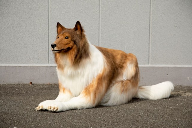 Японец потратил два миллиона йен (около 900 тысяч рублей) на реалистичный костюм собаки породы колли