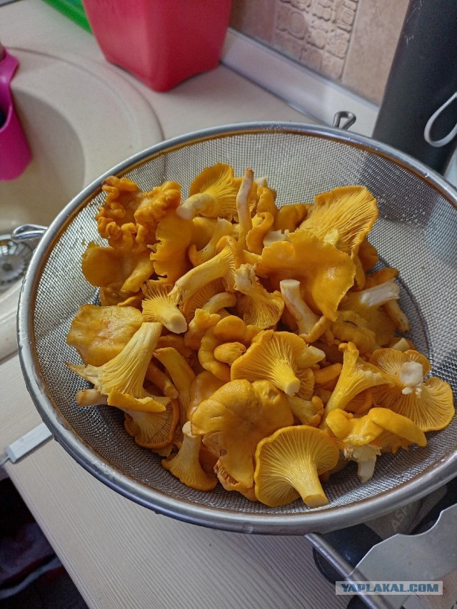 «Мясо бедняков»