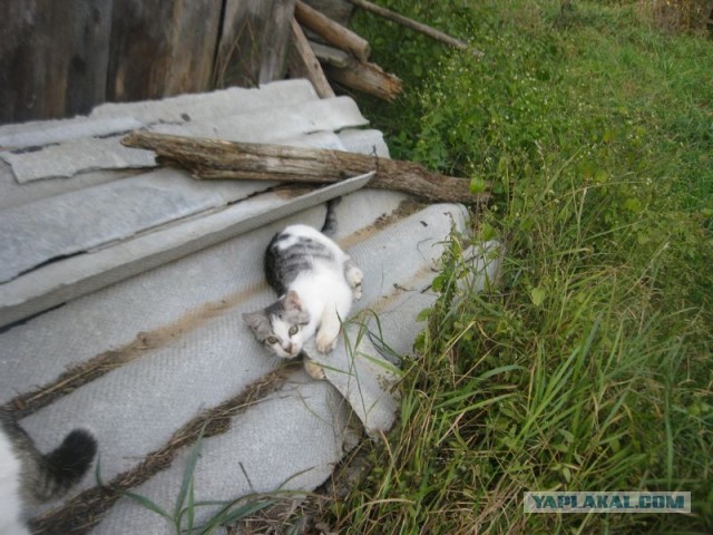 Жизнь домашнего приюта для котеек 416