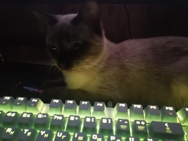 Котёнок по имени Гав