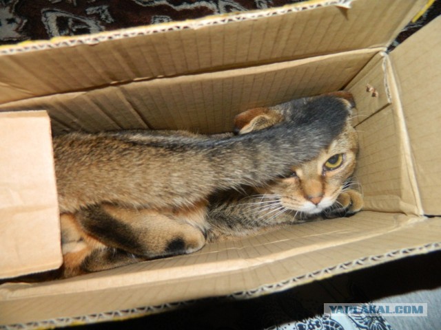 Котовторник  19.03.2013