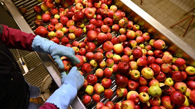 В Польше заявили о крахе рынка яблок из-за запрета на экспорт в Россию