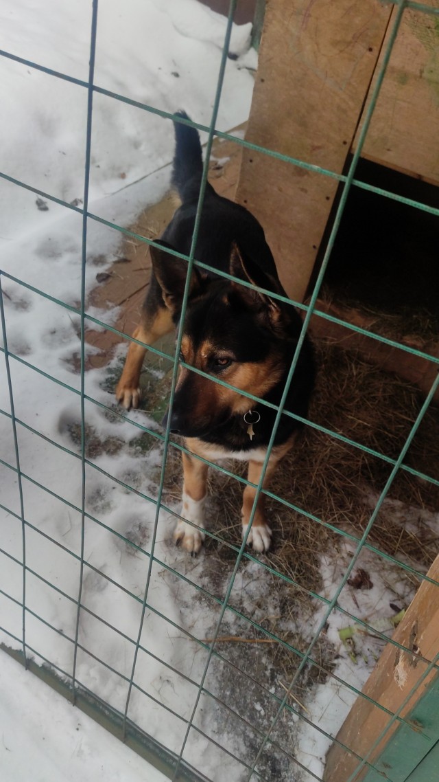 Собакочетверг 02.03.2023