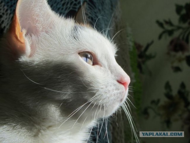 Котовторник 16.04.2013