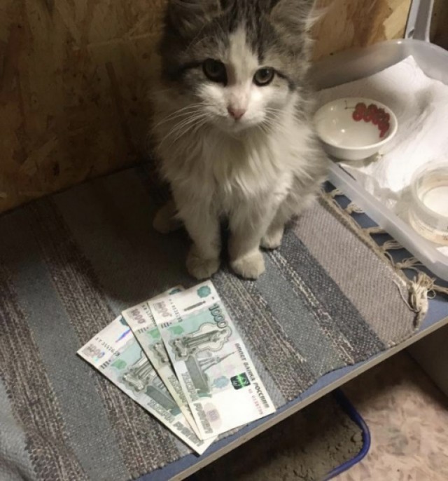 Коты на производстве