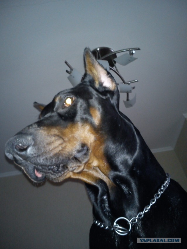 Фокус с хвостом! Кто сможет повторить..?