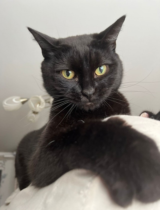 Всем кота за мой счёт. Я настаиваю