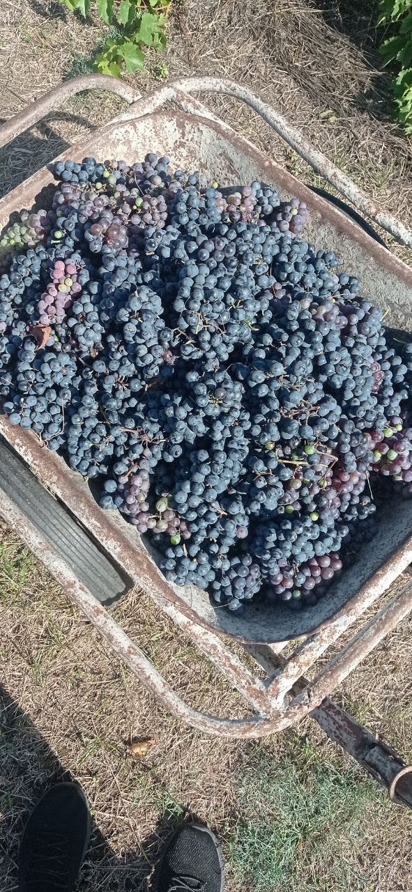 Виноградные какашки или чурчхела по-дегенератски