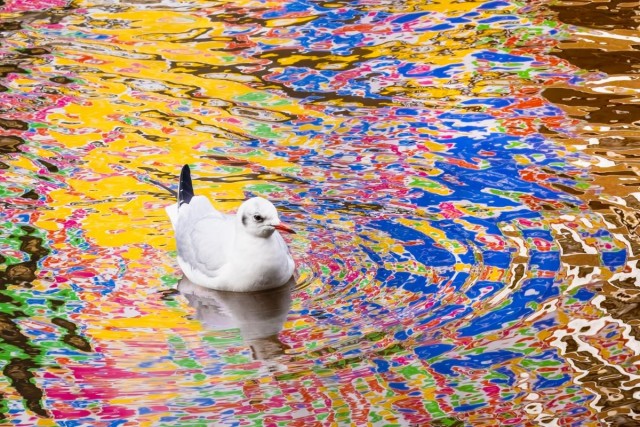 Объявлены победители конкурса фотографий дикой природы Nature Photographer of the Year 2024: полюбуйтесь на 20 лучших работ