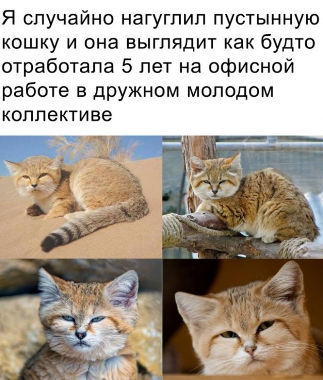 Веселые картинки в понедельник (07.04)