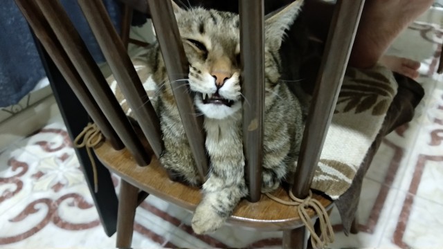 Нефотогеничный кот