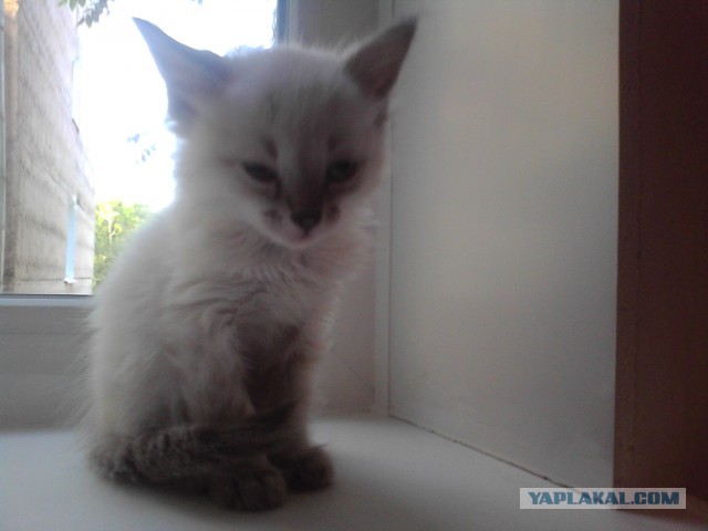 Котовторник 25.06.2013