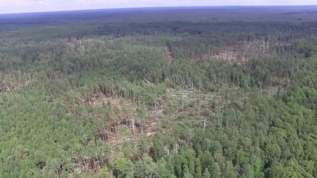 Осторожно, деревья!