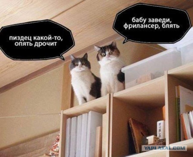 Веселые картинки в пятницу (03.07)