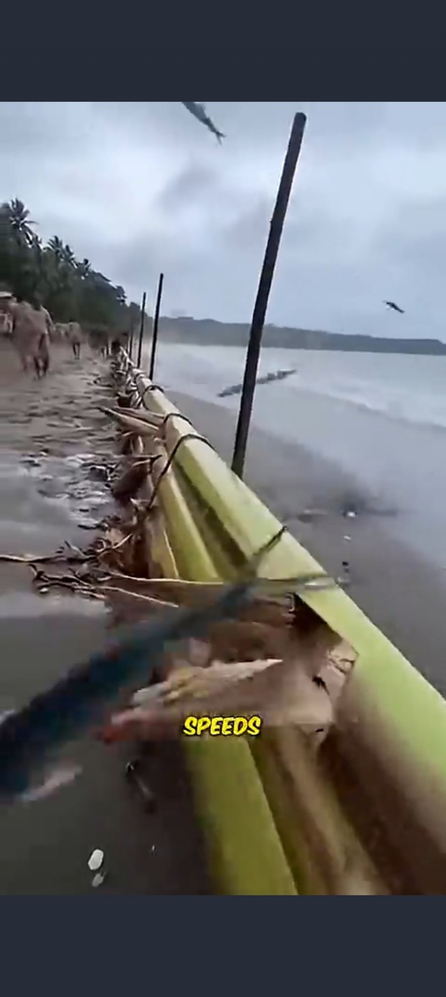 Барракуда. Лютый хищник.