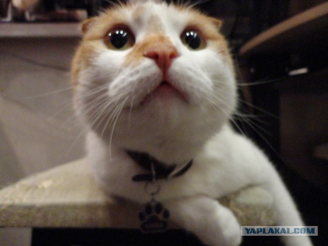 Котовторник 25.02.2014
