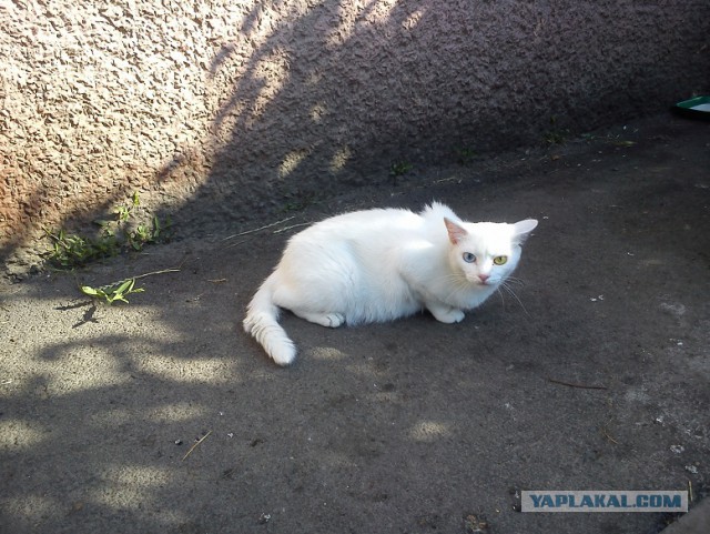 Котовторник 01.04.2014