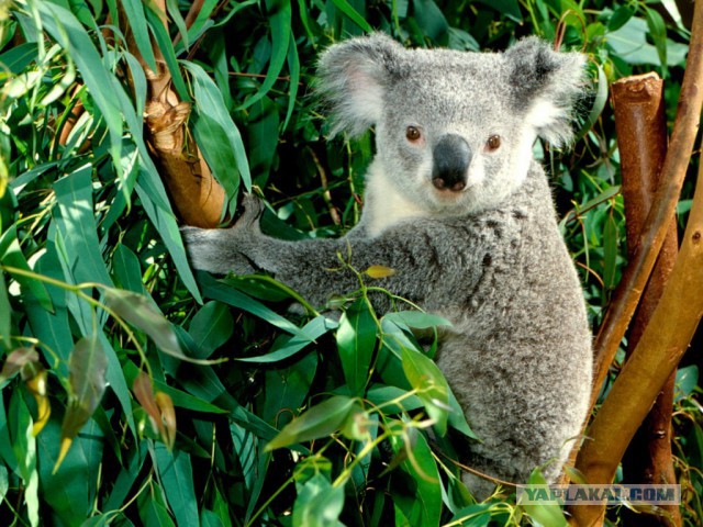 Плюсомет со шпалометом