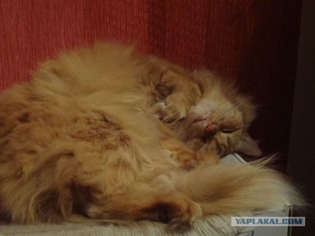 Котовторник
