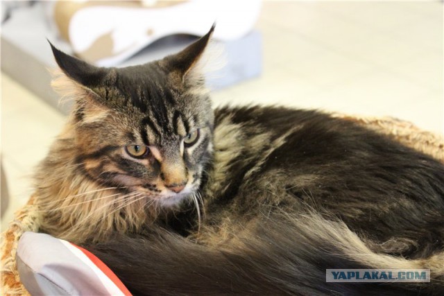 Котовторник 24.03.2015