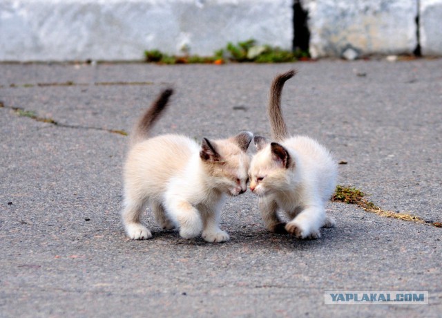 Котовторник 16.06.2015., Котовторник наступил!