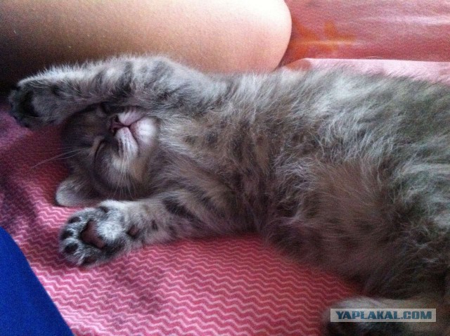 Котовторник 14.07.2015