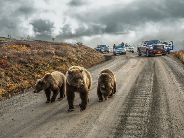 15 лучших кадров января от National Geographic