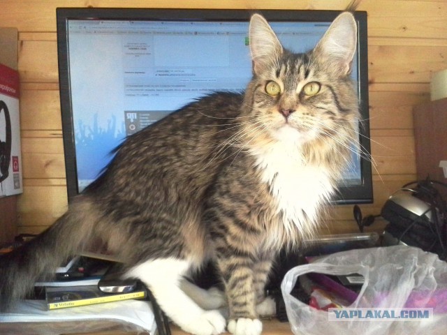 Котовторник 15.03