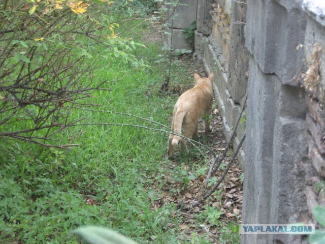 Котовторник 09.08.2016