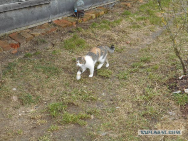Жизнь домашнего приюта для котеек 156