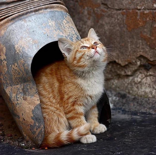 Коты и Кошки