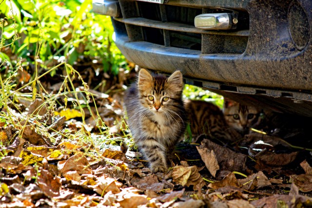Осеннему котовторнику быть!