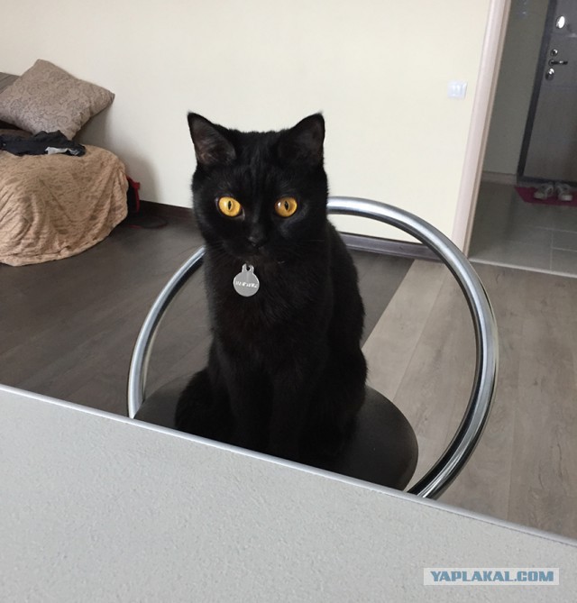 Котовторник  23.01.2018