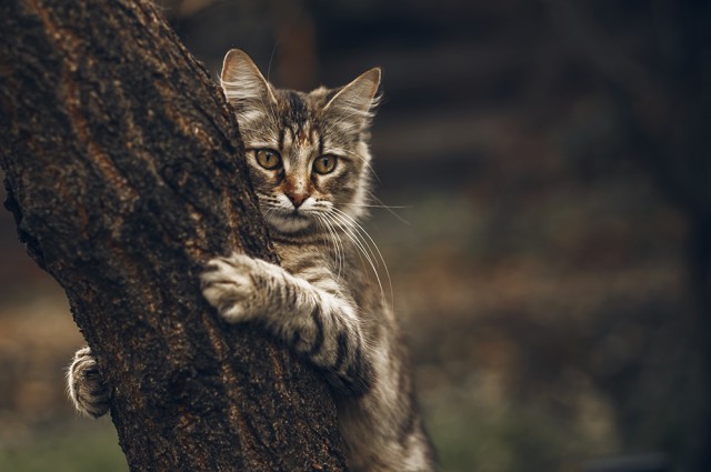 Котовторник  06.03.2018
