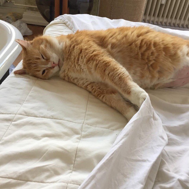 Прикольных котов пост