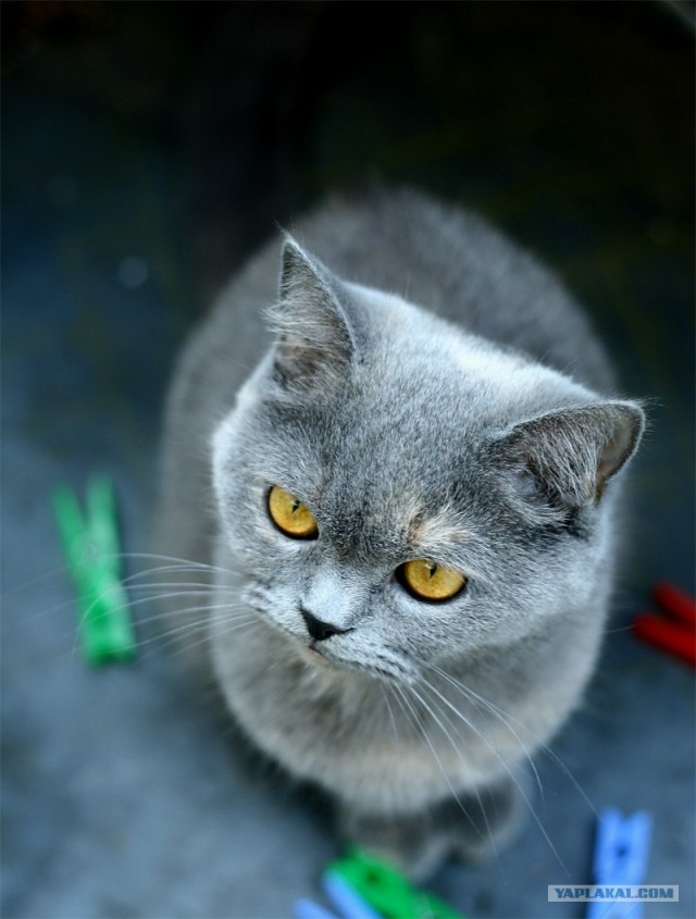 Котовторник в ЯПонии (58 фот)