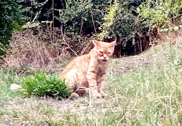 Боевые коты