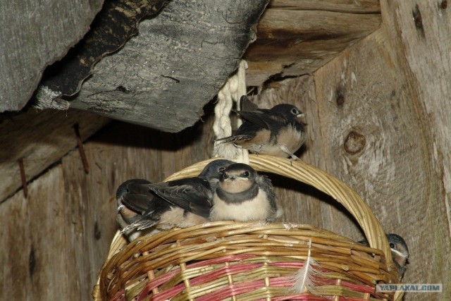 Птенцы ласточки, спасенные на даче