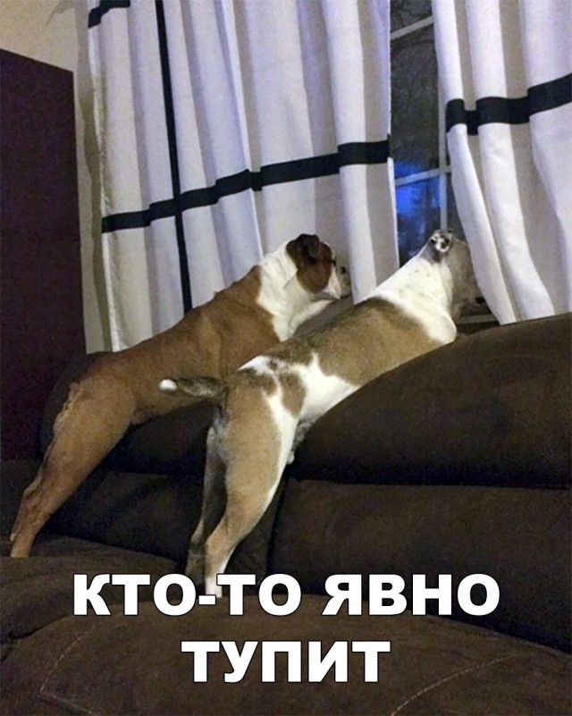Милые животные. Мимиметр сломался