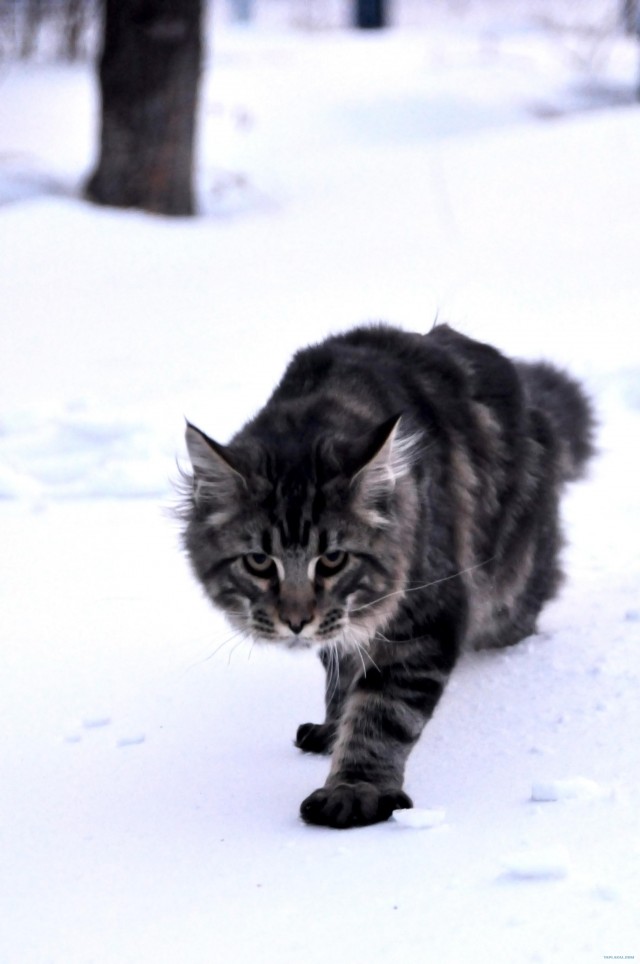 Котовторник 27.12.11