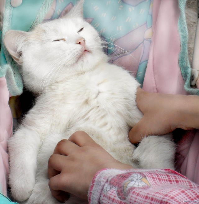 Котовторник 10.04.2012