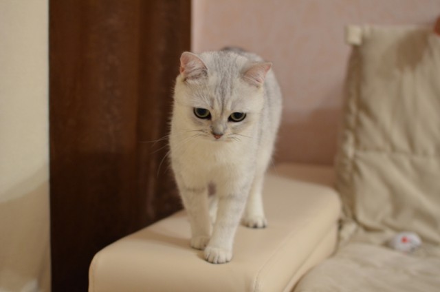 Живность из сети