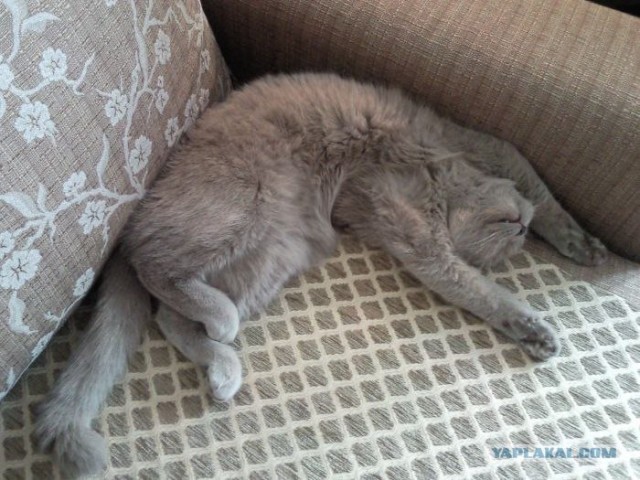 Котовторник   5.06.2012