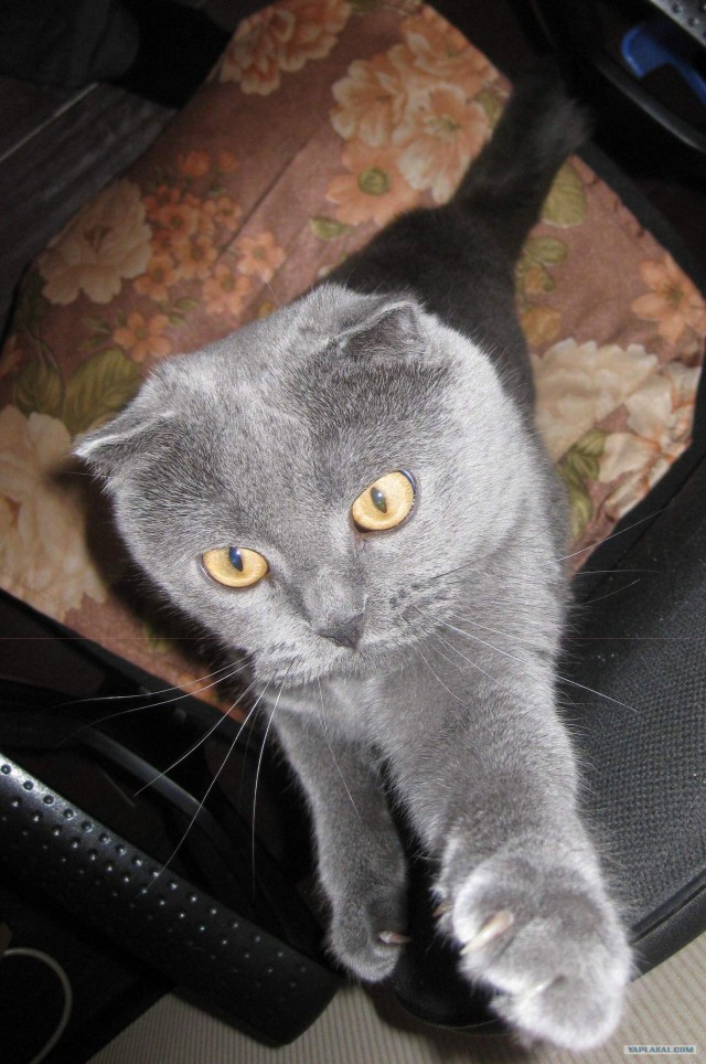 Котовторник 07.08.2012