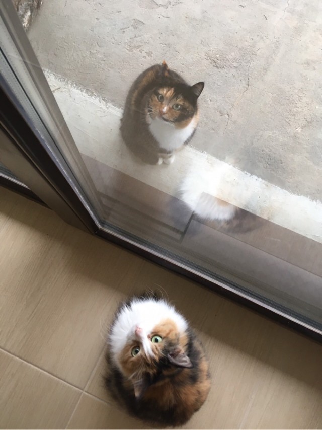 ̶К̶о̶р̶о̶н̶  Котовторник!