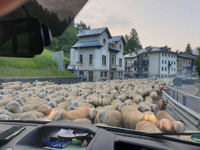 Зверушки