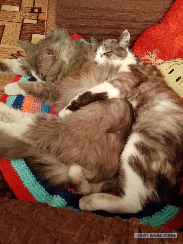 Коты, которые спят где попало и как попало