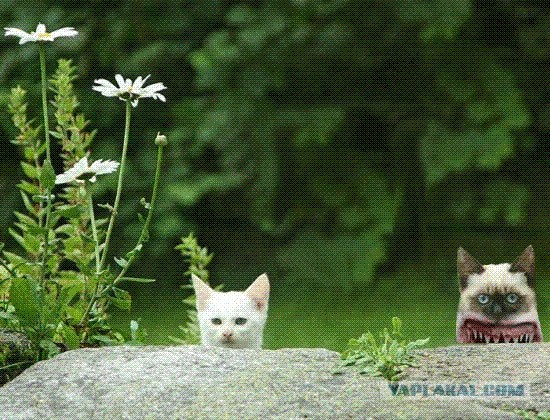 Фотожаба:Коты в засаде